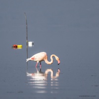 Керкини-пеликани и фламинги